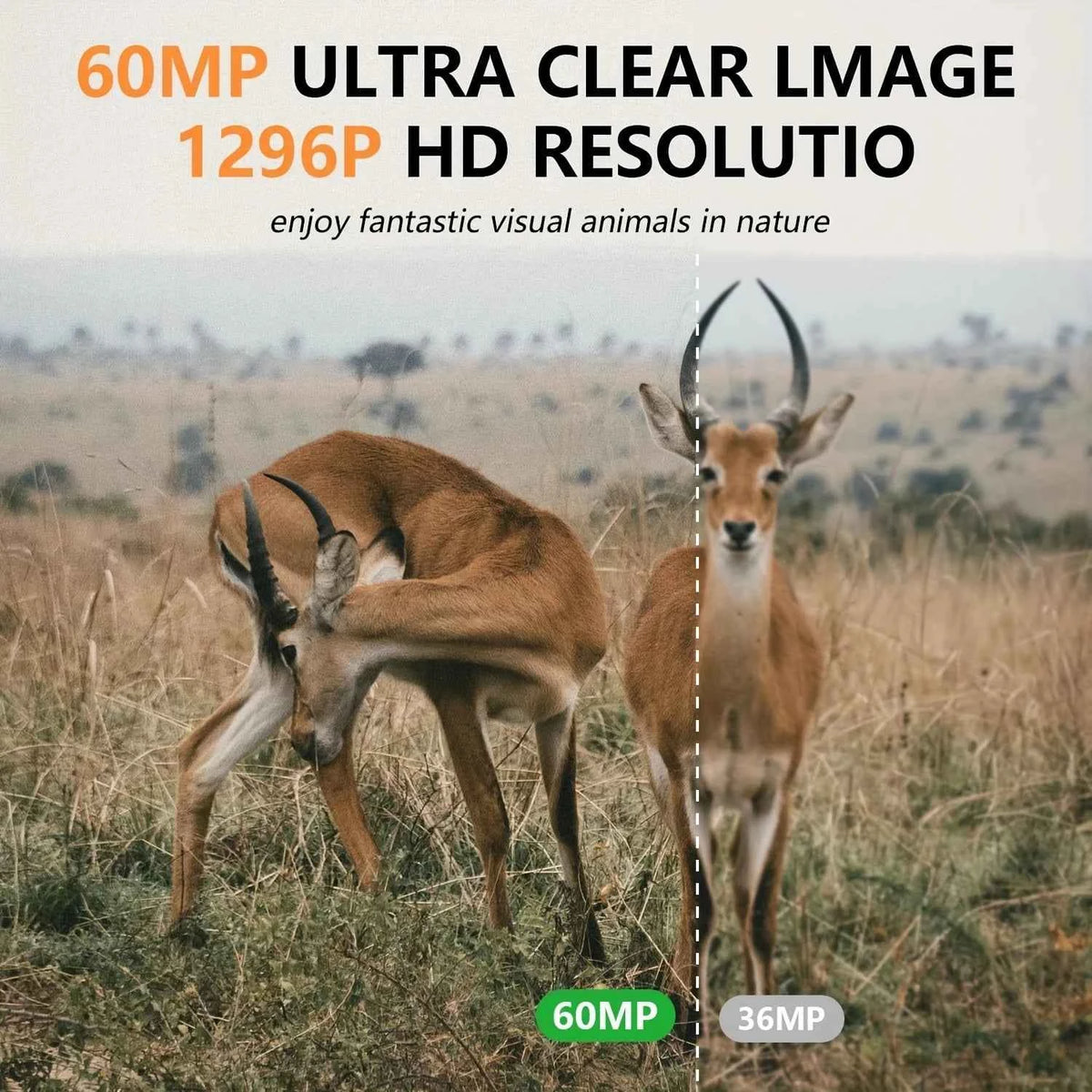 Fargarloo 60MP WiFi Trail Camera 3-Pack – 1296P HD, App Control, IP66, 32GB Each